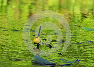Blue dragonfly on yellow water lillie