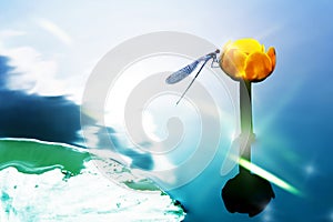 A blue dragonfly on a yellow water lily against the background of a watery surface. Artistic image.