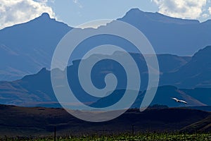 Blue Drakensberg Mountains