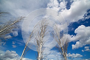 Blue dramatic sky in winter with leafless poplar
