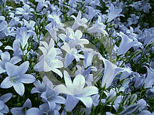 Blue dream bellflowers, campanulas in morning
