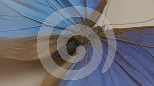 blue dried tropical butterfly under glass rotates in a circle