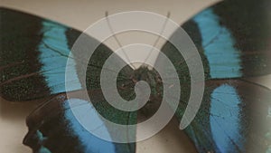 blue dried tropical butterfly under glass rotates in a circle