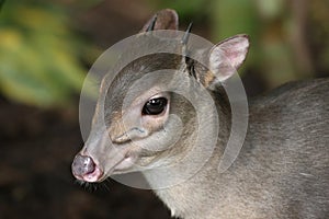 Blue Duiker Antelope photo