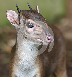 Blue Duiker Antelope photo