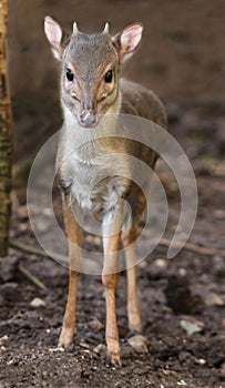 Blue Duiker Antelope in the Forest