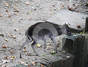 Blue duiker, Philantomba monticola