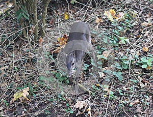 Blue duiker, Philantomba monticola