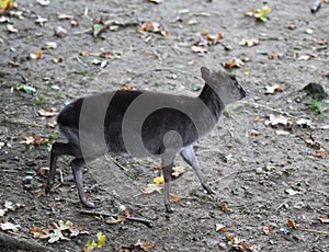 Blue duiker, Philantomba monticola