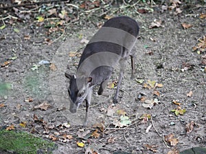 Blue duiker, Philantomba monticola