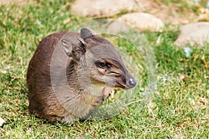 Blue Duiker