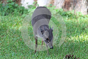 Blue Duiker