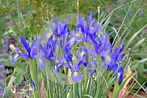 Blue Dutch Iris gardening plant photo