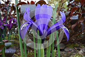 Blue dwarf iris reticulata Harmony with pollen