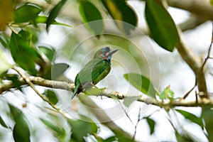 Blue-eared barbet