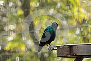 Blue eared glossy starling Lamprotornis chalybaeus