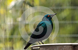 Blue eared glossy starling Lamprotornis chalybaeus