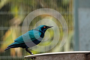 Blue eared glossy starling Lamprotornis chalybaeus