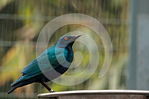 Blue eared glossy starling Lamprotornis chalybaeus