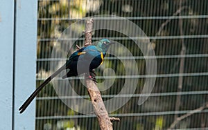 Blue eared glossy starling Lamprotornis chalybaeus