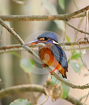 blue-eared kingfisher