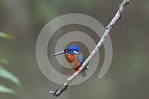 blue eared kingfisher (alcedo meninting)