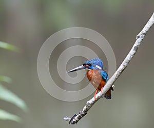 blue eared kingfisher (alcedo meninting)