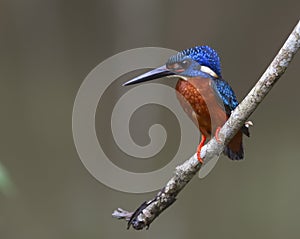 blue eared kingfisher (alcedo meninting)