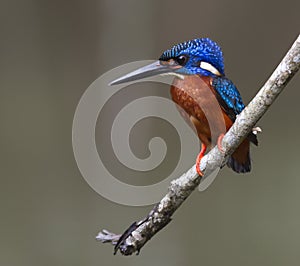 blue eared kingfisher & x28;alcedo meninting& x29;