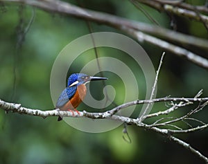 blue eared kingfisher (alcedo meninting)