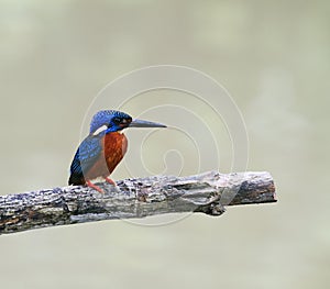 blue eared kingfisher (alcedo meninting)