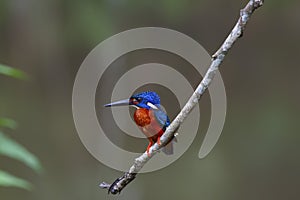 blue eared kingfisher (alcedo meninting)