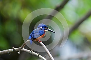 Blue eared kingfisher (alcedo meninting)