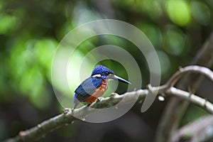 Blue eared kingfisher (alcedo meninting)