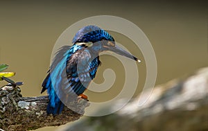 Blue-eared Kingfisher Alcedo meninting on a branch tree.