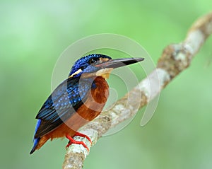 Blue-eared kingfisher (Alcedo meninting) the little chubby blue