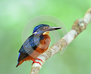 Blue-eared kingfisher (Alcedo meninting) a little chubby blue bi