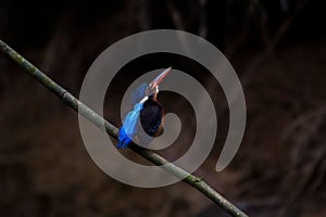 Blue-eared Kingfisher Alcedo meninting, Thailand