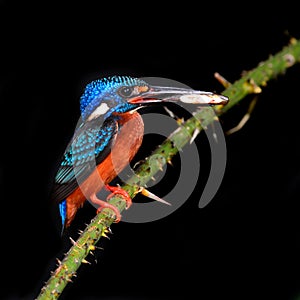 Blue-eared kingfisher bird