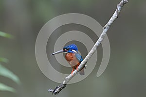 Blue-eared Kingfisher - female & x28;Alcedo meninting& x29;