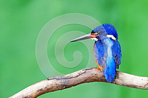 Blue-eared Kingfisher (male)