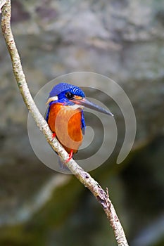 Blue-eared Kingfisher (male)