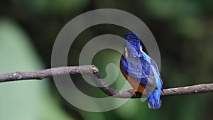 Blue-eared Kingfisher (male) preen feathers