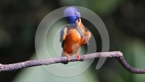 Blue-eared Kingfisher (male) preen feathers