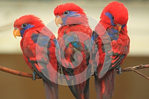 Blue-eared lory