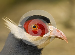 Blue-eared pheasant