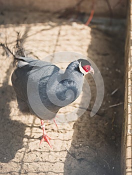 Blue eared pheasant in cage at zoo
