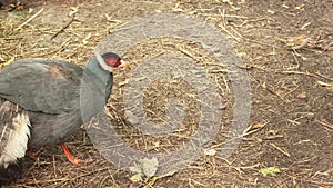 Blue eared pheasant, rare poultry, natural nature, close-up. Color plumage, bird coloring.