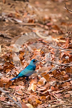 Blue-Eared Starling Lamprotornis chalybaeus Sitting on Ground, South Africa