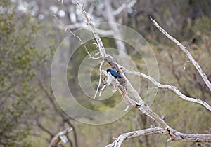 Blue-eared starling, Selous Game Reserve, Tanzania